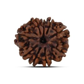 9 Mukhi Rudraksha 22.44 M.M.