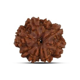 9 Mukhi Rudraksha 22.23 M.M.