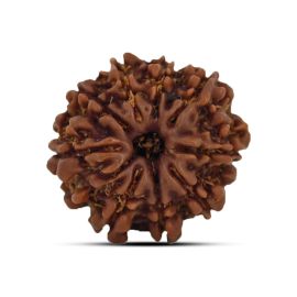 9 Mukhi Rudraksha 21.23 M.M.