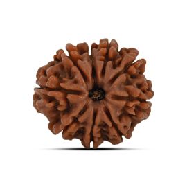 9 Mukhi Rudraksha (Nepal) 24.69 MM