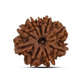 9 Mukhi Rudraksha 23.79 M.M.