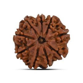 9 Mukhi Rudraksha 22.63 M.M.