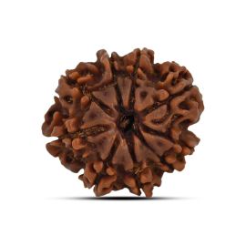 9 Mukhi Rudraksha 23 M.M.