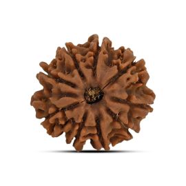 9 Mukhi Rudraksha 21.65 M.M.