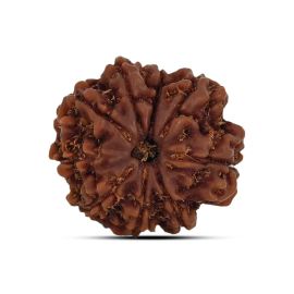 9 Mukhi Rudraksha 21.69 M.M.