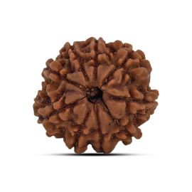 9 Mukhi Rudraksha 20.31 M.M.