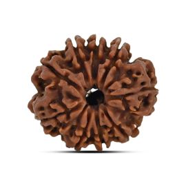 9 Mukhi Rudraksha 23.72 M.M.