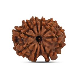 9 Mukhi Rudraksha 20.71 M.M.