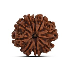 9 Mukhi Rudraksha (Nepal) 22.93 MM