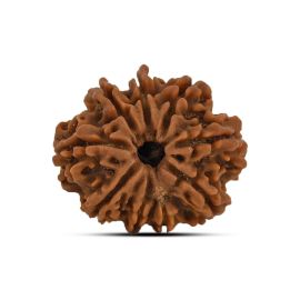 9 Mukhi Rudraksha 22.96 M.M.