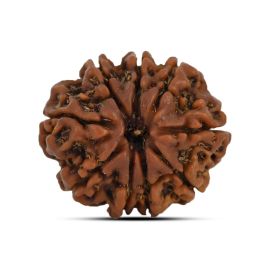 9 Mukhi Rudraksha 23.72 M.M.