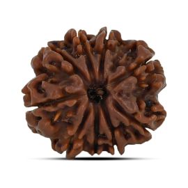 9 Mukhi Rudraksha 22.38 M.M.