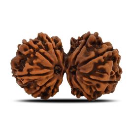 Natural 11 Mukhi (Elevan Mukhi) Gauri Shankar Rudraksha (Nepal) GJSPC Certified 32.11 M.M.