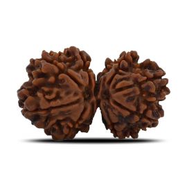 Natural 9 Mukhi (Nine Mukhi) Gauri Shankar Rudraksha (Nepal) GJSPC Certified 31.14 M.M.