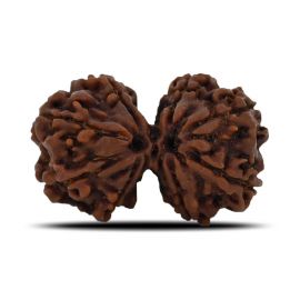 Natural 8 Mukhi (Eight Mukhi) Gauri Shankar Rudraksha (Nepal) GJSPC Certified 31.23 M.M.