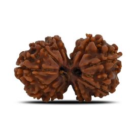 Natural 11 Mukhi (Elevan Mukhi) Gauri Shankar Rudraksha (Nepal) GJSPC Certified 28.41 M.M.