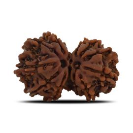 Natural 12 Mukhi (Twelve Mukhi) Gauri Shankar Rudraksha (Nepal) GJSPC Certified 29.92 M.M.