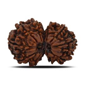 Natural 10 Mukhi (Ten Mukhi) Gauri Shankar Rudraksha (Nepal) GJSPC Certified 28.59 M.M.