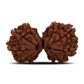 Natural 9 Mukhi (Nine Mukhi) Gauri Shankar Rudraksha (Nepal) GJSPC Certified 31.97 M.M.