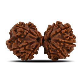 Natural 11 Mukhi (Elevan Mukhi) Gauri Shankar Rudraksha (Nepal) GJSPC Certified 32.37 M.M.