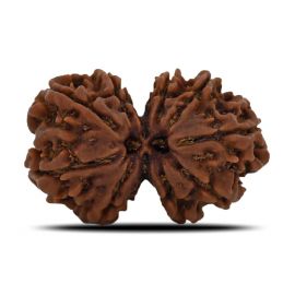 Natural 9 Mukhi (Nine Mukhi) Gauri Shankar Rudraksha (Nepal) GJSPC Certified 31.42 M.M.