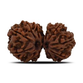 Natural 12 Mukhi (Twelve Mukhi) Gauri Shankar Rudraksha (Nepal) GJSPC Certified 30.82 M.M.