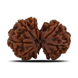 Natural 8 Mukhi (Eight Mukhi) Gauri Shankar Rudraksha (Nepal) GJSPC Certified 31.14 M.M.