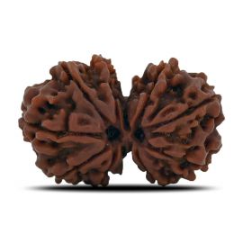 Natural 11 Mukhi (Elevan Mukhi) Gauri Shankar Rudraksha (Nepal) GJSPC Certified 30.33 M.M.