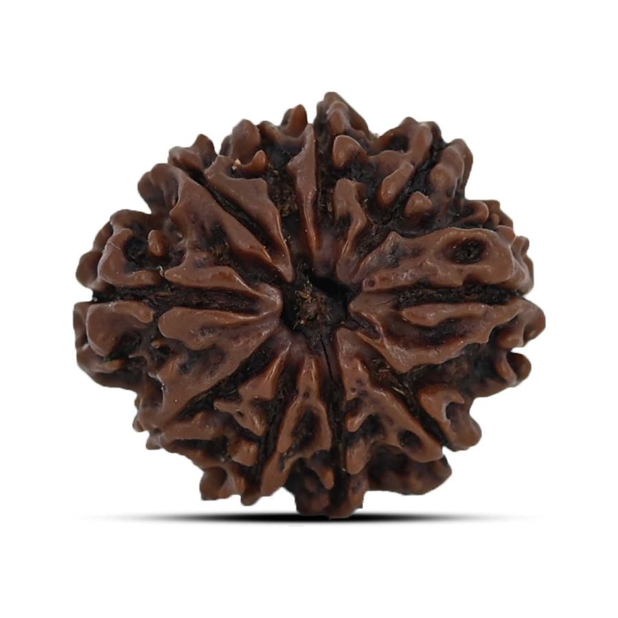 10 Mukhi Rudraksha 23.64 M.M.