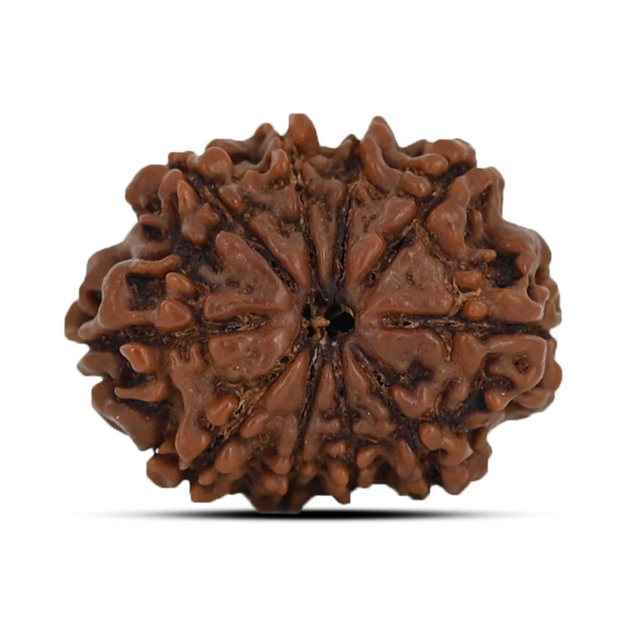 10 Mukhi Rudraksha 22.06 M.M.