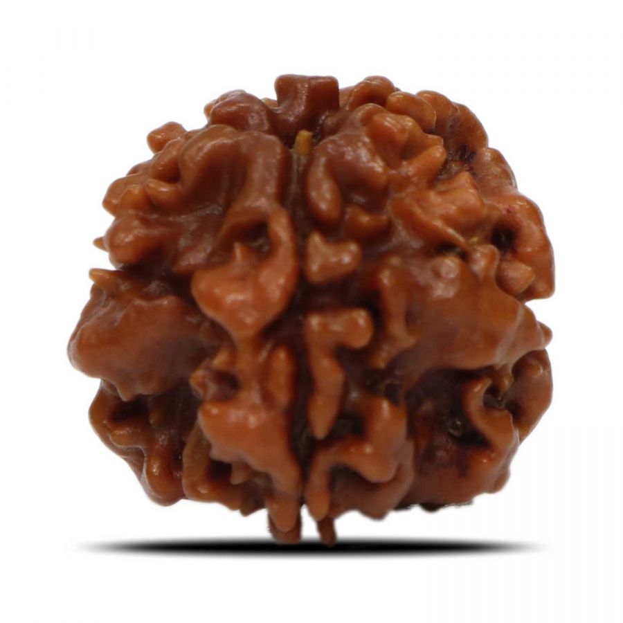 1 Mukhi Rudraksha Nepal (Underdeveloped) IGL Certified 20.03 M.M.