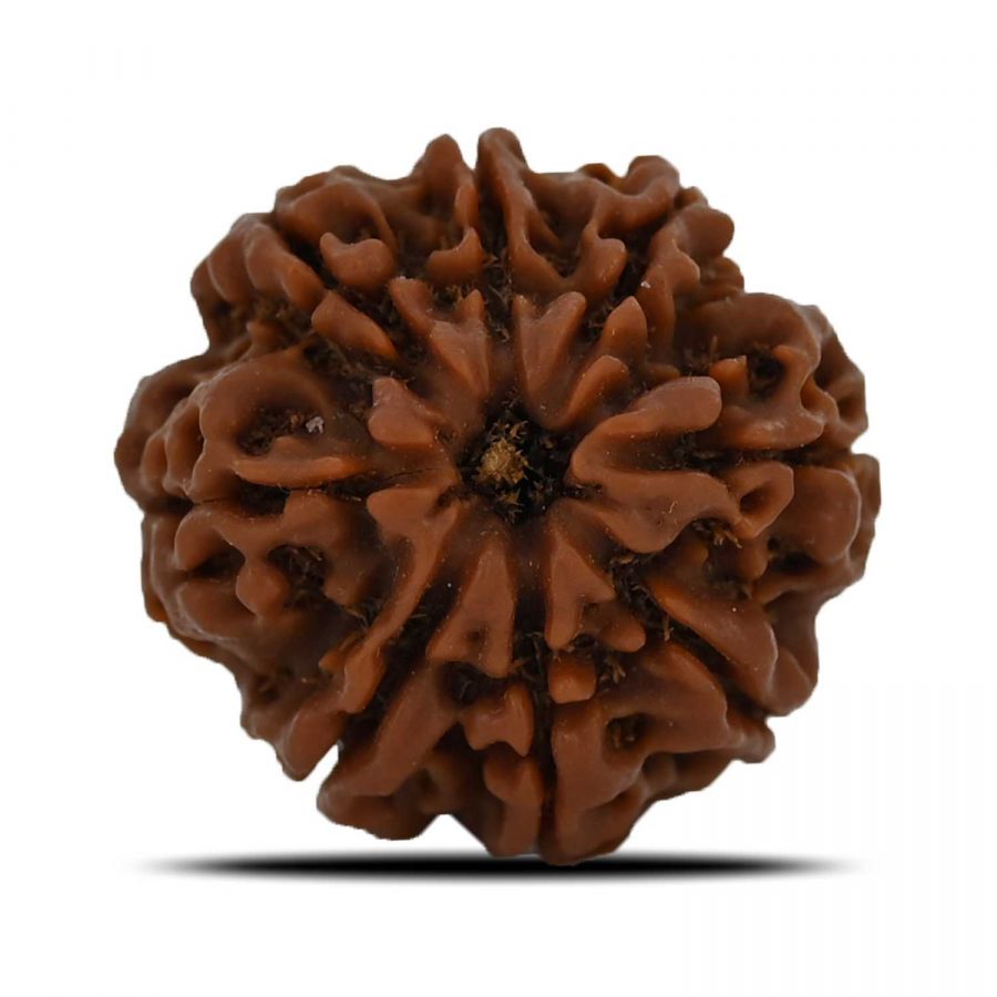 Natural 8 Mukhi (Eight Mukhi) Nepal Rudraksha GJSPC Certified 24.62 M.M.