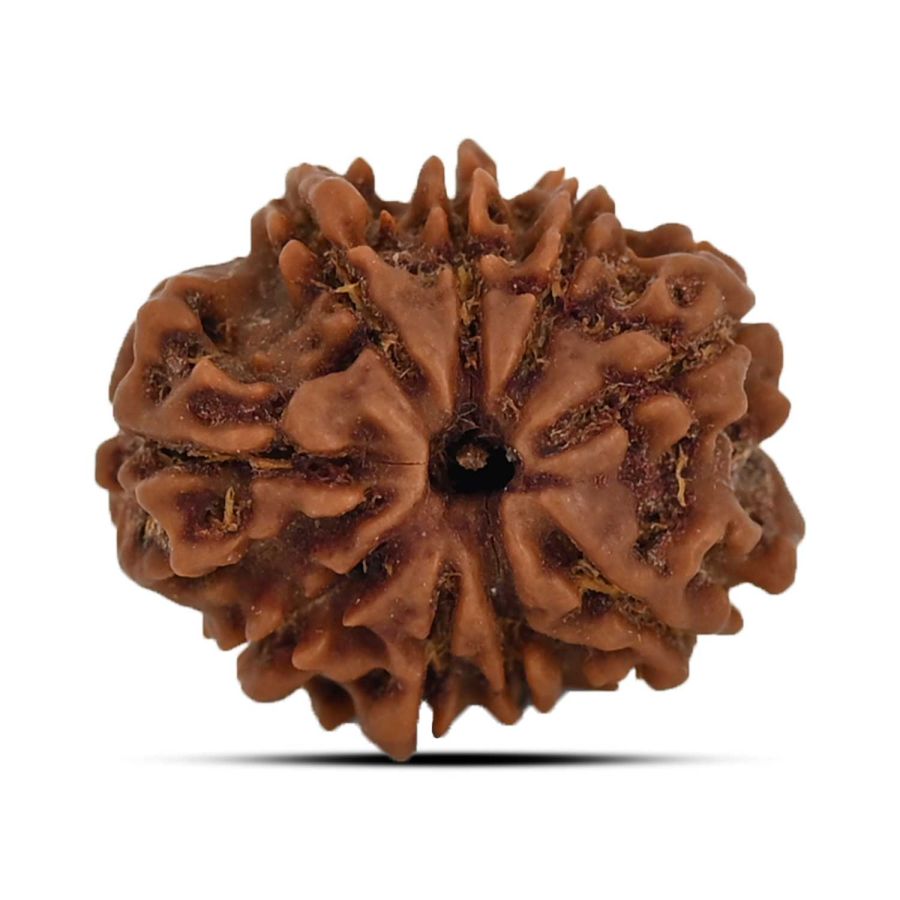 9 Mukhi Rudraksha 21.72 M.M.