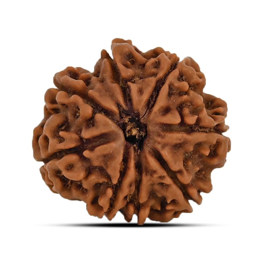 9 Mukhi Rudraksha 21.33 M.M.