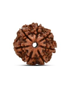 7 Mukhi Rudraksha (Nepal)