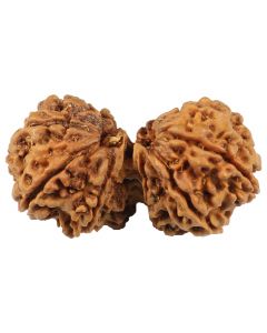 Natural Gauri Shankar 11 Mukhi Rudraksha (Nepal) GJSPC Certified 39.21 M.M.