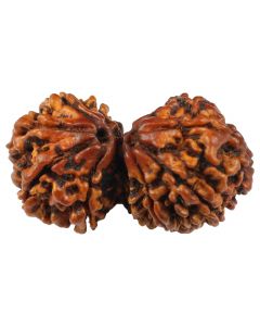 Natural Gauri Shankar 11 Mukhi Ganesha Rudraksha (Nepal) GJSPC Certified 33.74 M.M.