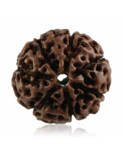 Natural 7 Mukhi Rudraksha Indonesia GJSPC Certified