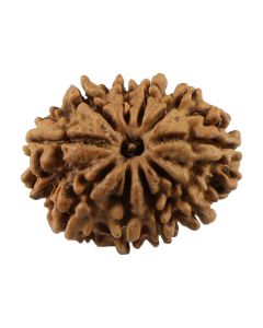 Natural 10 Mukhi (Ten Mukhi) Nepali Rudraksha GJSPC Certified 24.77 M.M.