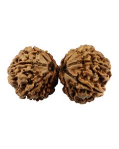 Natural 10 Mukhi (Ten Mukhi) Gauri Shankar Nepali Rudraksha GJSPC Certified 39.1 M.M.