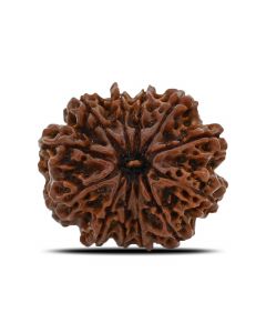 12 Mukhi (Twelve Mukhi ) Rudraksha Nepal GJSPC Certified 28.4 M.M.