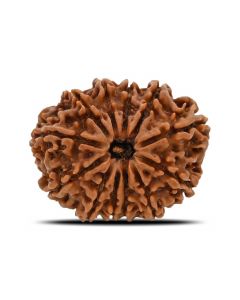 12 Mukhi (Twelve Mukhi ) Rudraksha Nepal GJSPC Certified 27.54 M.M.