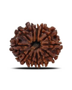 12 Mukhi (Twelve Mukhi ) Rudraksha Nepal GJSPC Certified 25.52 M.M.