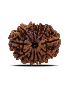 12 Mukhi (Twelve Mukhi ) Rudraksha Nepal GJSPC Certified 25.68 M.M.