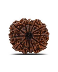 12 Mukhi (Twelve Mukhi ) Rudraksha Nepal GJSPC Certified 26.8 M.M.