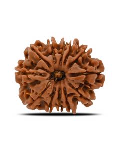 12 Mukhi (Twelve Mukhi ) Rudraksha Nepal GJSPC Certified 26.43 M.M.