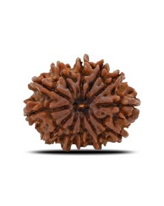 12 Mukhi (Twelve Mukhi ) Rudraksha Nepal GJSPC Certified 29.88 M.M.