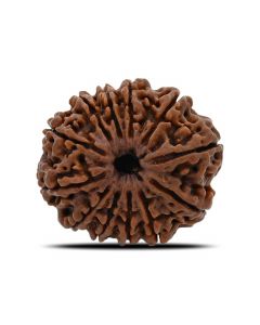 12 Mukhi (Twelve Mukhi ) Rudraksha Nepal GJSPC Certified 25.66 M.M.