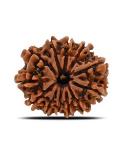 12 Mukhi (Twelve Mukhi ) Rudraksha Nepal GJSPC Certified 26.67 M.M.