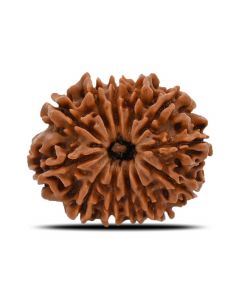 12 Mukhi (Twelve Mukhi ) Rudraksha Nepal GJSPC Certified 25.2 M.M.